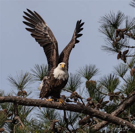 Ma Berry, Berry College Bald Eagle | Gena Flanigen | Flickr