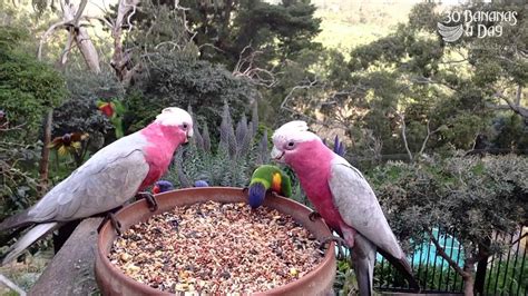 Australian WILD Tropical Parrots Eating Seed - YouTube