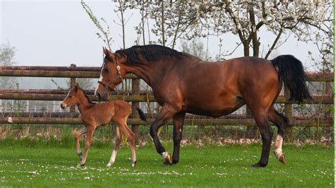 5 Best Showjumping Horse Breeds: Finding Your Perfect Fit