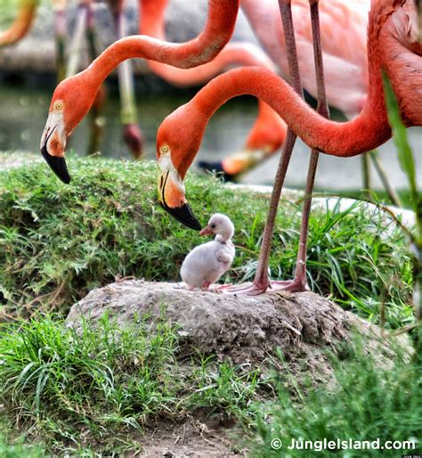 Baby Flamingo 'Bella' Born At Miami's Jungle Island (PHOTOS) | HuffPost