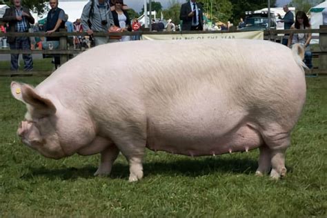 Yorkshire Pig: Characteristics, Origin, Breed Info, and Lifespan - Agro4africa