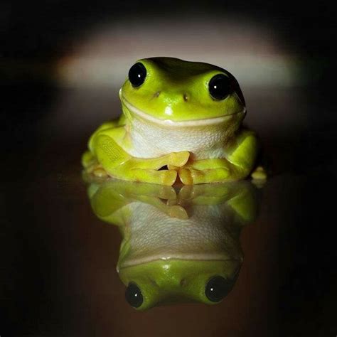 Pin on Happy Dance | Funny frogs, Cute frogs, Funny animals