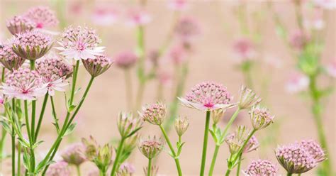 Flower Gardening Tips For Beginners