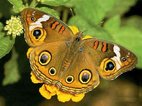 Fotos De Mariposas Exoticas - SEONegativo.com