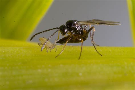 Aphid parasitoids: what’s out there and how you can help us find out ...