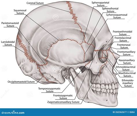 BOARD The Sutures Of Skull, Lateral View Royalty-Free Stock Photography | CartoonDealer.com ...