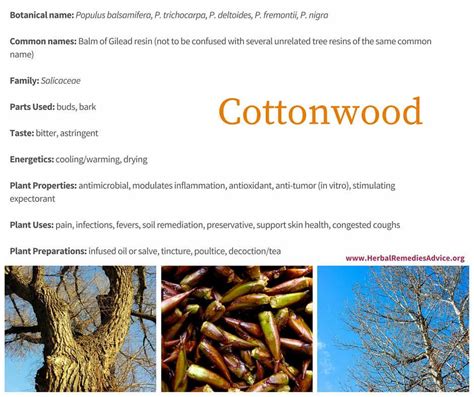 Cottonwood Benefits | Herbalism, Cottonwood, Herbal medicine