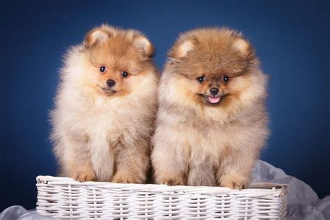 Top 10 Cute Dog Breeds You Can't Resist – Top Dog Tips