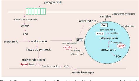 Figure 1 from Glucagon Receptor Signaling and Glucagon Resistance ...