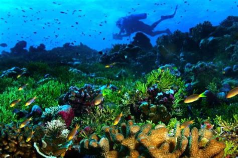 A Balanced Ecosystem- Coral Reef - Hawai'i Volcanoes National Park