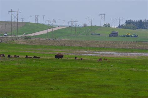 Bison herd | Scenery and wildlife at Lake Ilo National Wildl… | Flickr