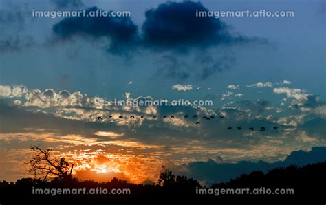 Silhouette of geese flying in the sky during sunset light rays atmospheric effectの写真素材 ...