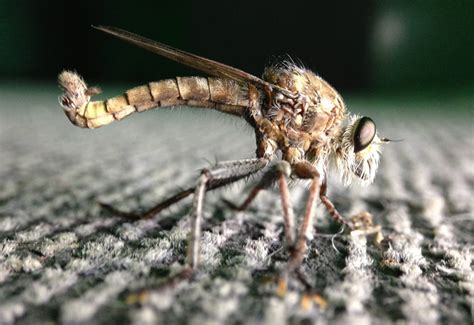 Robber Fly: Efferia species - What's That Bug?