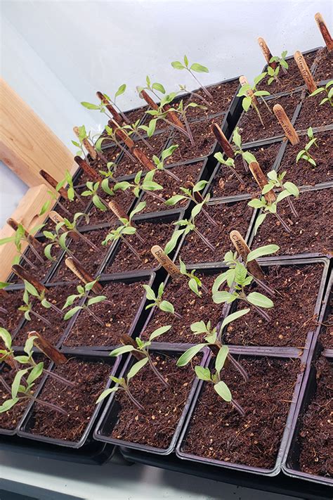 How To Start Tomato Seeds Indoors - The Secrets To Success!