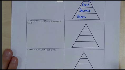 Energy Pyramid Practice Worksheet Answer Key