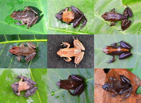 Smithsonian Insider – DNA untangles Gabon’s complex web of frog species | Smithsonian Insider