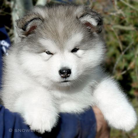 17 HQ Photos Giant Alaskan Malamute Puppies Price / Harvest Moon ...