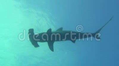 Great Hammerhead Shark on Background Underwater Landscape in Sea of Galapagos. Stock Video ...