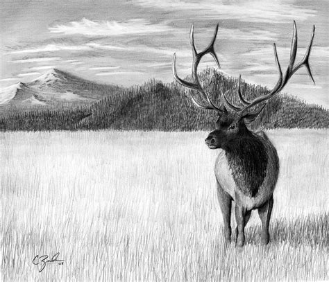 Elk pencil drawing by C-Zavala on DeviantArt