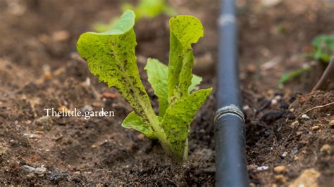 Lettuce Plant Stages Unveiled