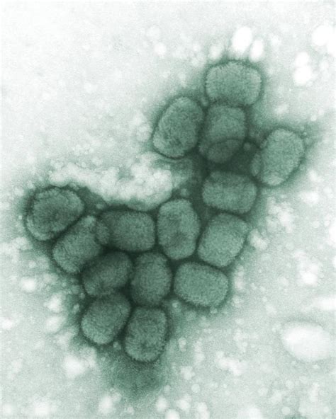 Cowpox virus: Old friend but new foe