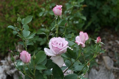 Where, Oh Where Are the Blue Roses? - Garden.org