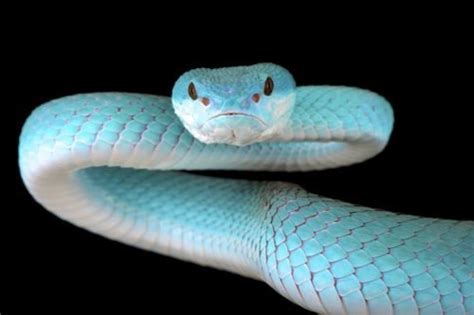 Beware the impossibly beautiful blue viper - Australian Geographic