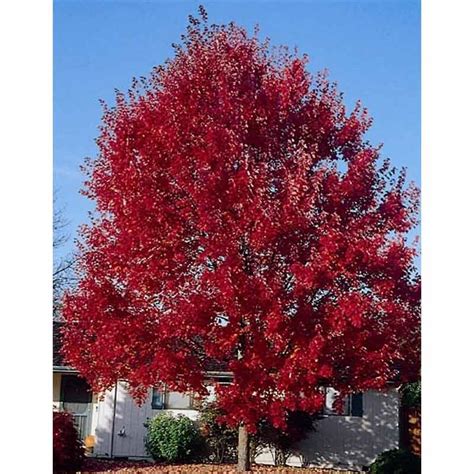 Acer Rubrum - "HOSR" "Summer Red" Red Maple - Tidewater Trees