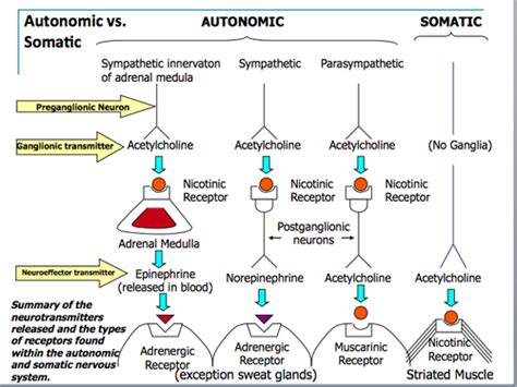 Autonomic Receptors Flashcards | Quizlet