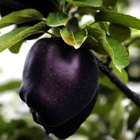 Rare 30 Black Diamond Apple Seeds Heirloom Exotic Garden Fruit | Etsy