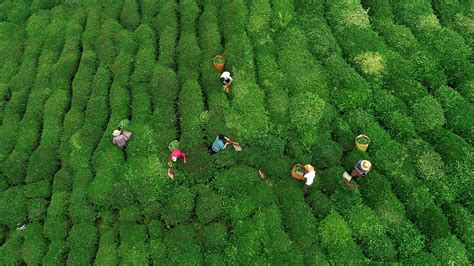 Turkish tea - A story of culture