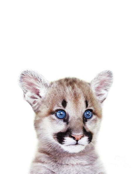 Baby Puma, Cougar Cub, Baby Animals Art Print By Synplus Digital Art by Synplus Art - Fine Art ...