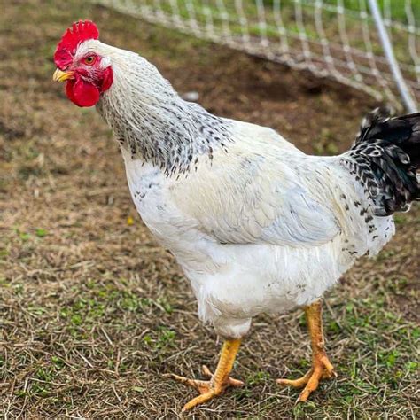 Delaware Chicken Profile: Origins, Meat, Eggs & Care