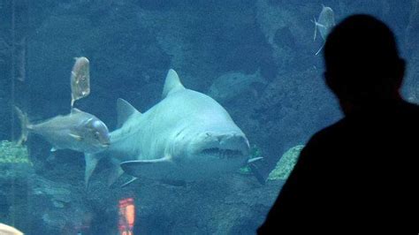 Florida Aquarium program lets you swim with sharks