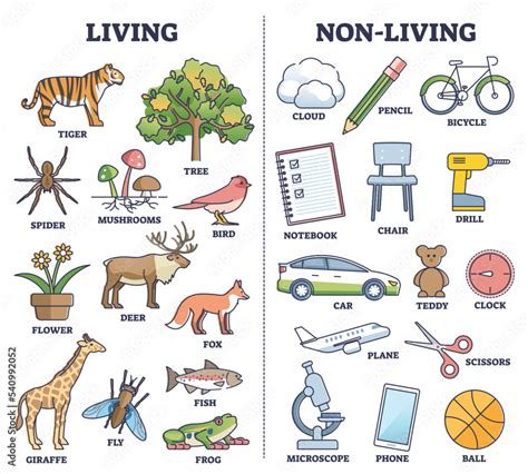 Living vs non living things comparison for kids teaching outline diagram. Labeled educational ...