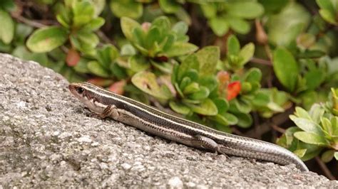 Japanese Five-lined Skink | MarkEisingBirding