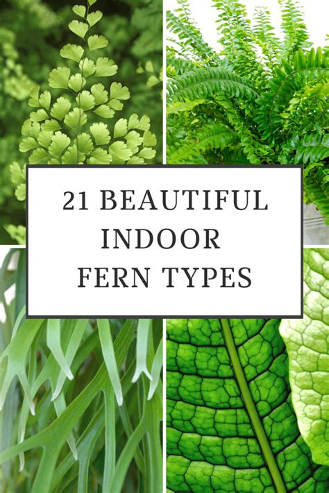 21 Stunning Indoor Fern Types to Green Up Your Home