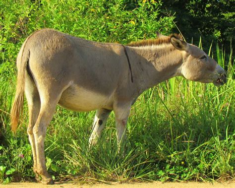 Burra, Asna [Donkey] (Equus africanus asinus) (♀) | Lugar: C… | Flickr