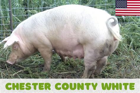 Chester White Pig – FarmerDB