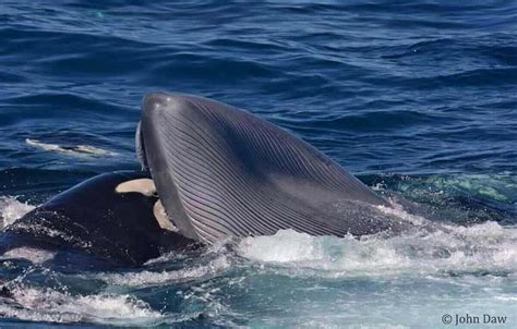 Three separate attacks are the first confirmed blue whale deaths by killer whales