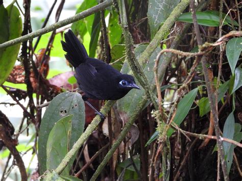 Zeledon's Antbird - eBird