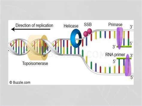 Enzymes involved in dna replication