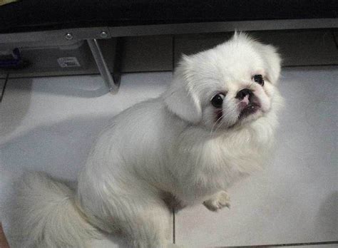 Pekingese Dog | Fun Animals Wiki, Videos, Pictures, Stories