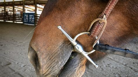 The Essential Snaffle - This Must-Have Tool Comes in Many Shapes, Sizes ...