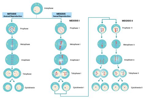 Mitosis And Meiosis Comparison Chart Video And Pictures Diffen | Porn Sex Picture