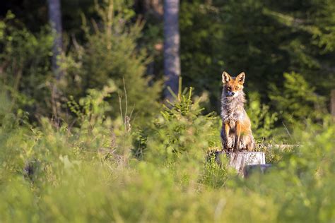 Welche Wildtiere leben in deutschen Wäldern? | PETA