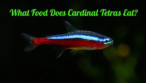 What Food Do Cardinal Tetras Eat? A Guide to Fish Nutrition - Tetra Fish Care