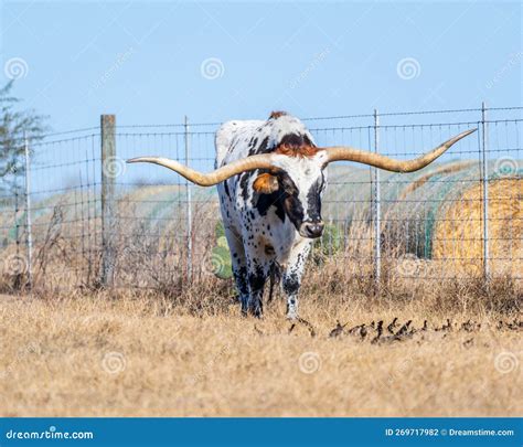 American Longhorn Cattle with Birds in Pasture. Stock Photo - Image of pasture, breed: 269717982