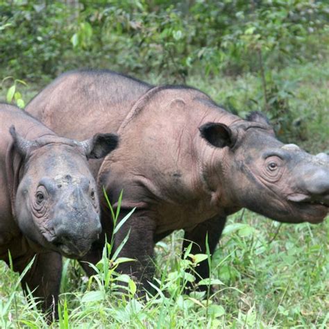 Conservation news on Sumatran Rhino