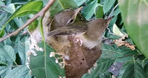 How does a tailorbird sew its nest? – The Kid Should See This